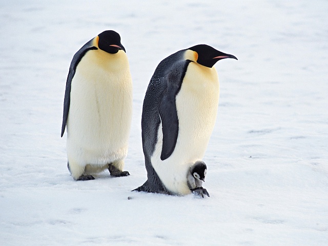 ТЗ Пингвины